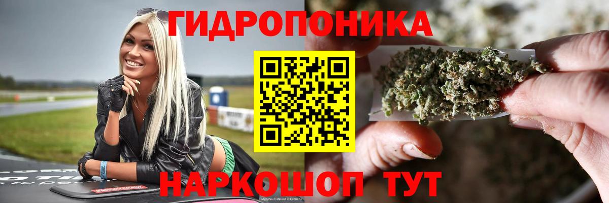 МАРИХУАНА сатива Северск
